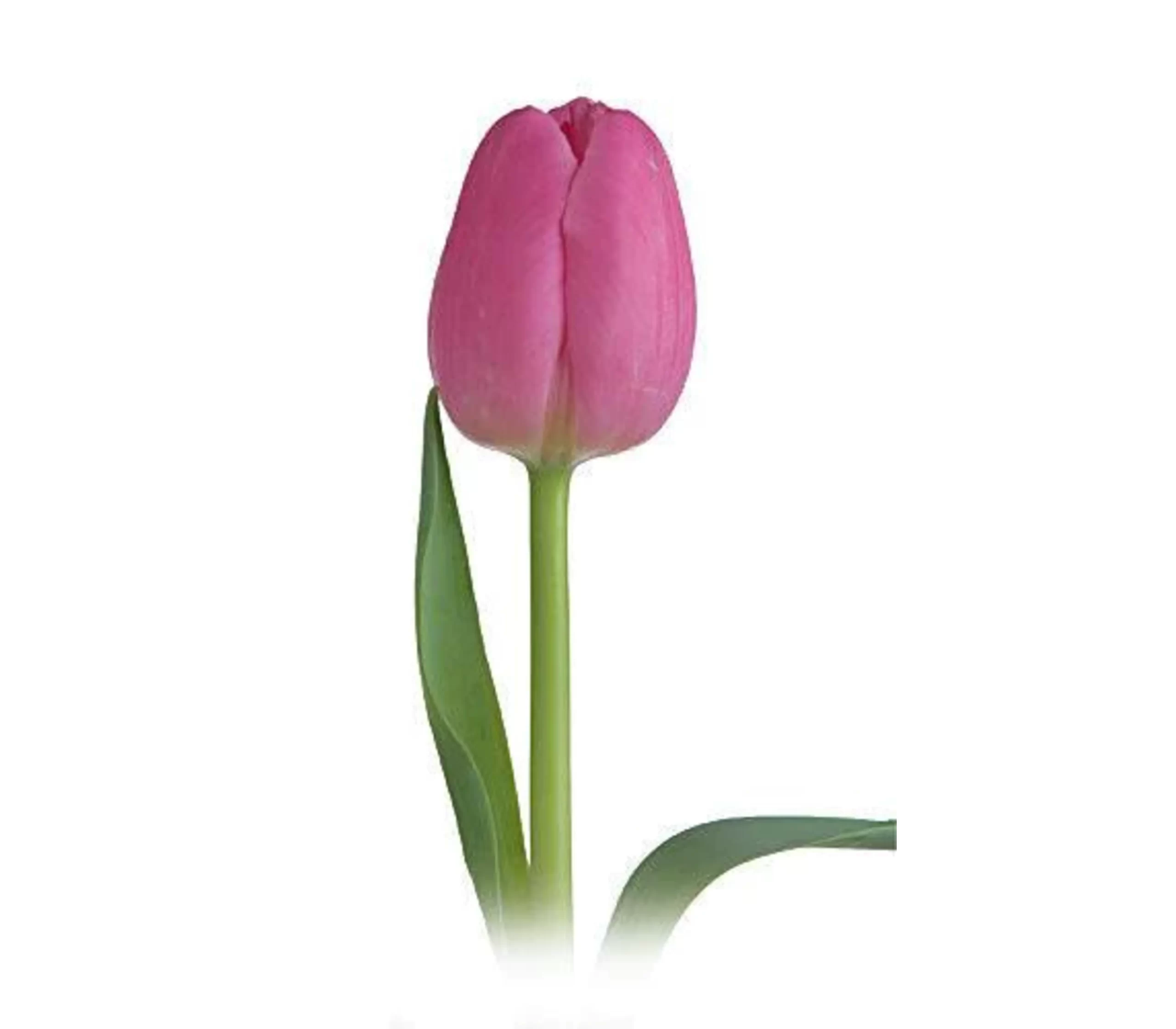 Tulip Regular Dark Pink Tawi Village
