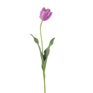 Tulip Regular Purple Tawi Village