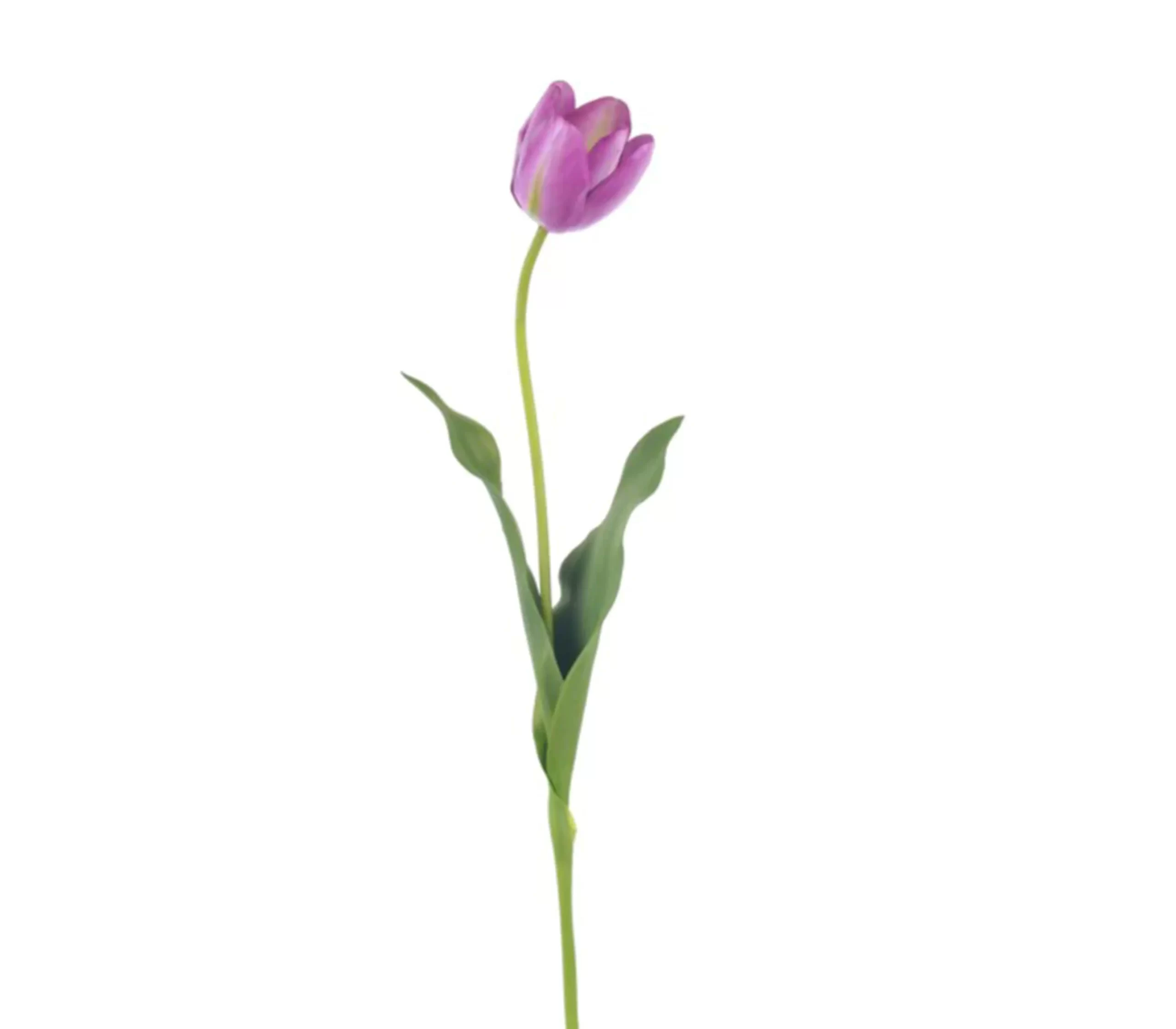 Tulip Regular Purple Tawi Village