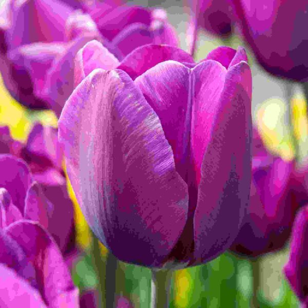 Tulip Regular Purple Tawi Village