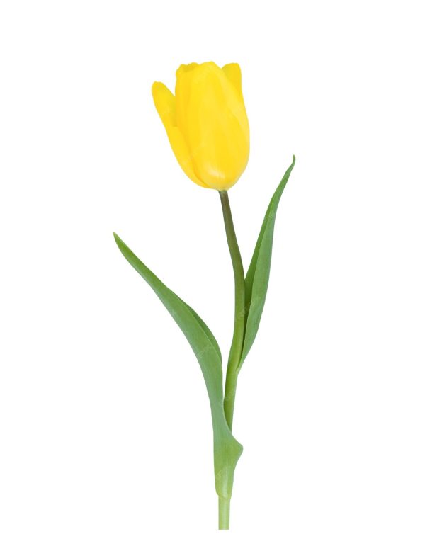 Tulip Regular Yellow Tawi Village