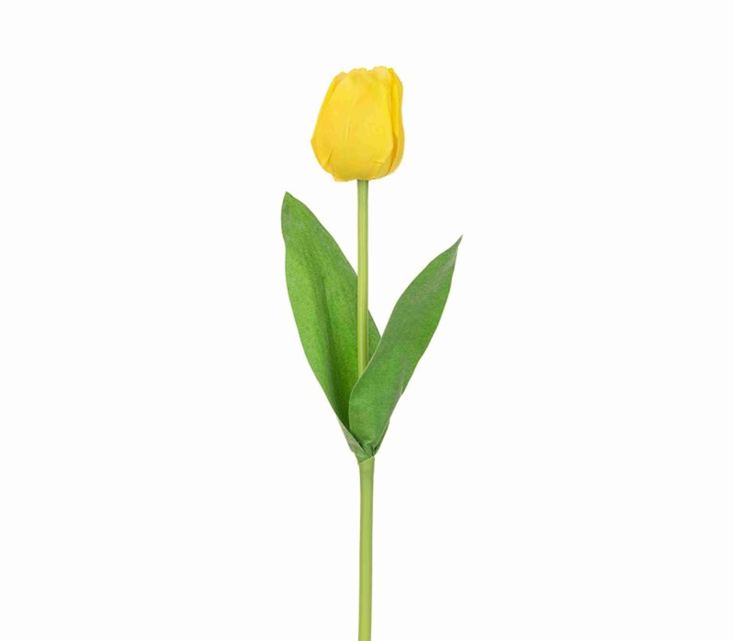 Tulip Regular Yellow Tawi Village