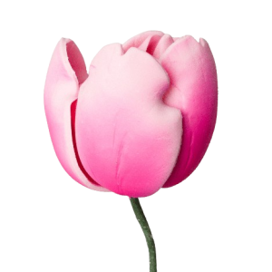 Tulip French Pink Tawi Village