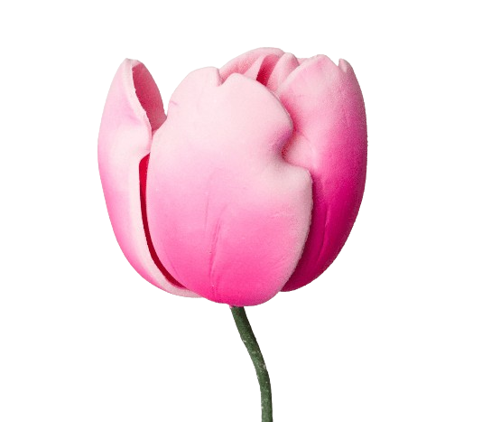 Tulip French Pink Tawi Village