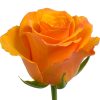 Rose Tycoon Tawi Village