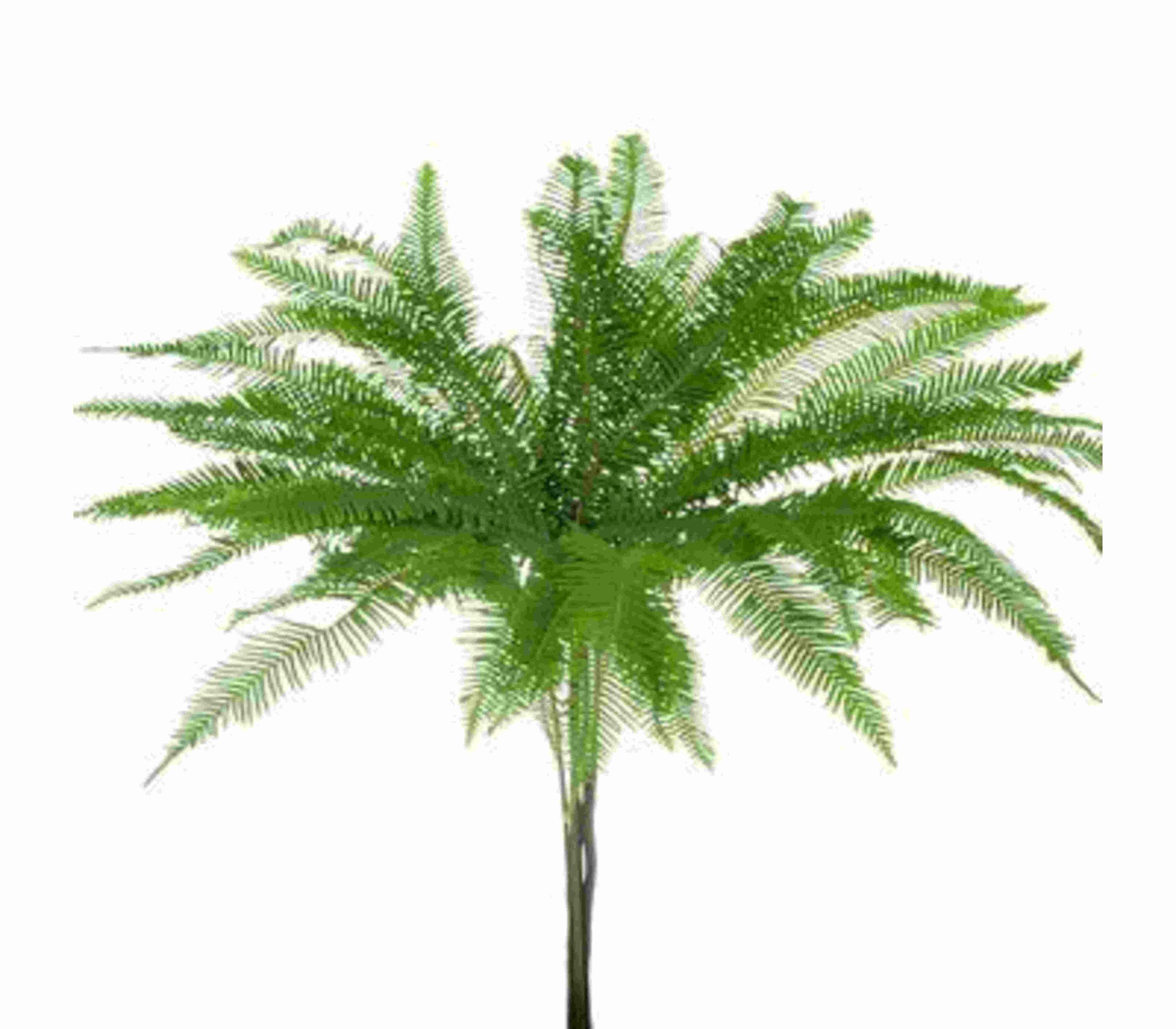 Umbrella Fern Tawi Village