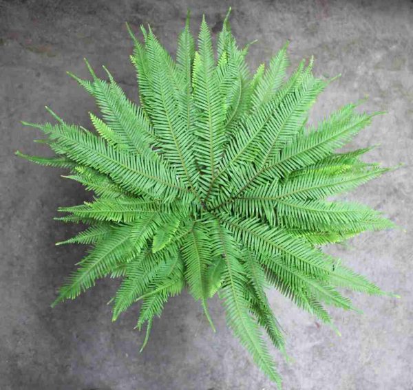Umbrella Fern Tawi Village