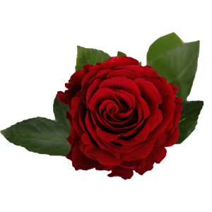 Rose Upper Class Tawi Village