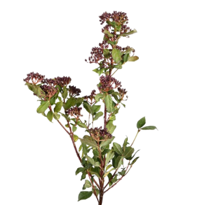 Viburnum Metalberry Bunch Tawi Village