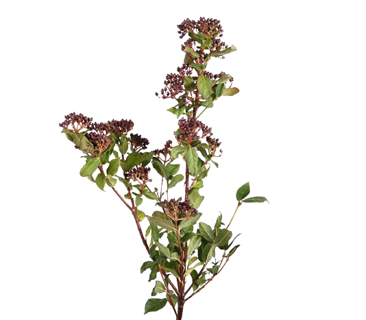 Viburnum Metalberry Bunch Tawi Village