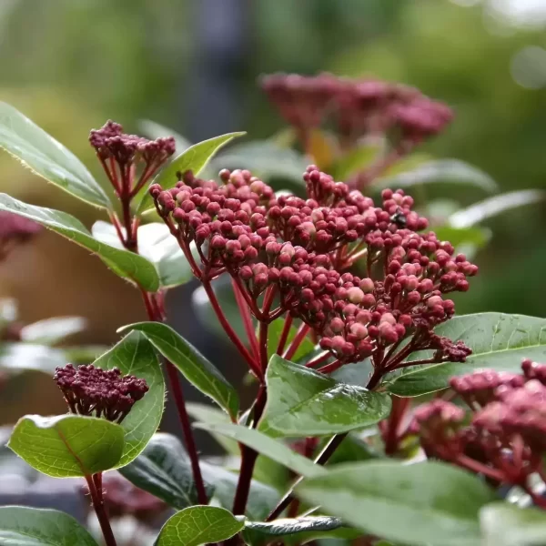 Viburnum Tinus Red Tawi Village