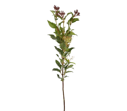 Viburnum Tinus Red Tawi Village