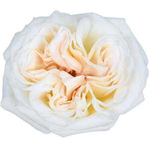 Rose Garden White Ohara Tawi Village