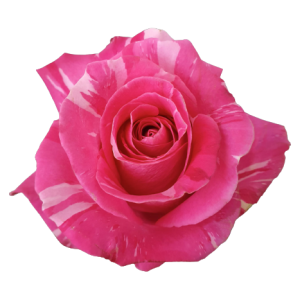 Rose Wild Topaz Tawi Village