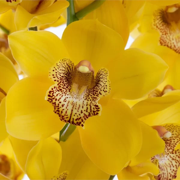 Cymbidium Yellow Tawi Village