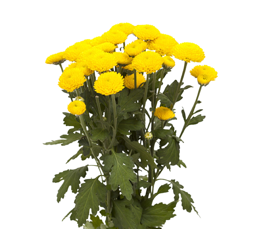 Spray Euro Yellow Tawi Village