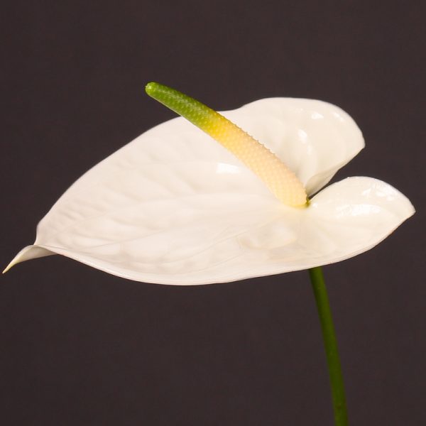 Anthurium Adina Tawi village
