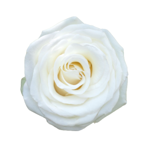 Rose Alba Tawi Village