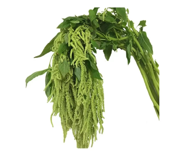 Amaranthus Hanging Green Tawi Village
