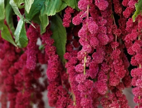 Amaranthus Hanging Red Tawi Village