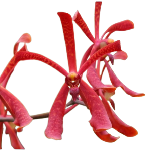 Orchid Aranthera Annie Black Red Tawi Village