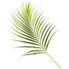 Areca Palm Leaves Tawi Village