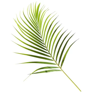 Areca Palm Leaves Tawi Village