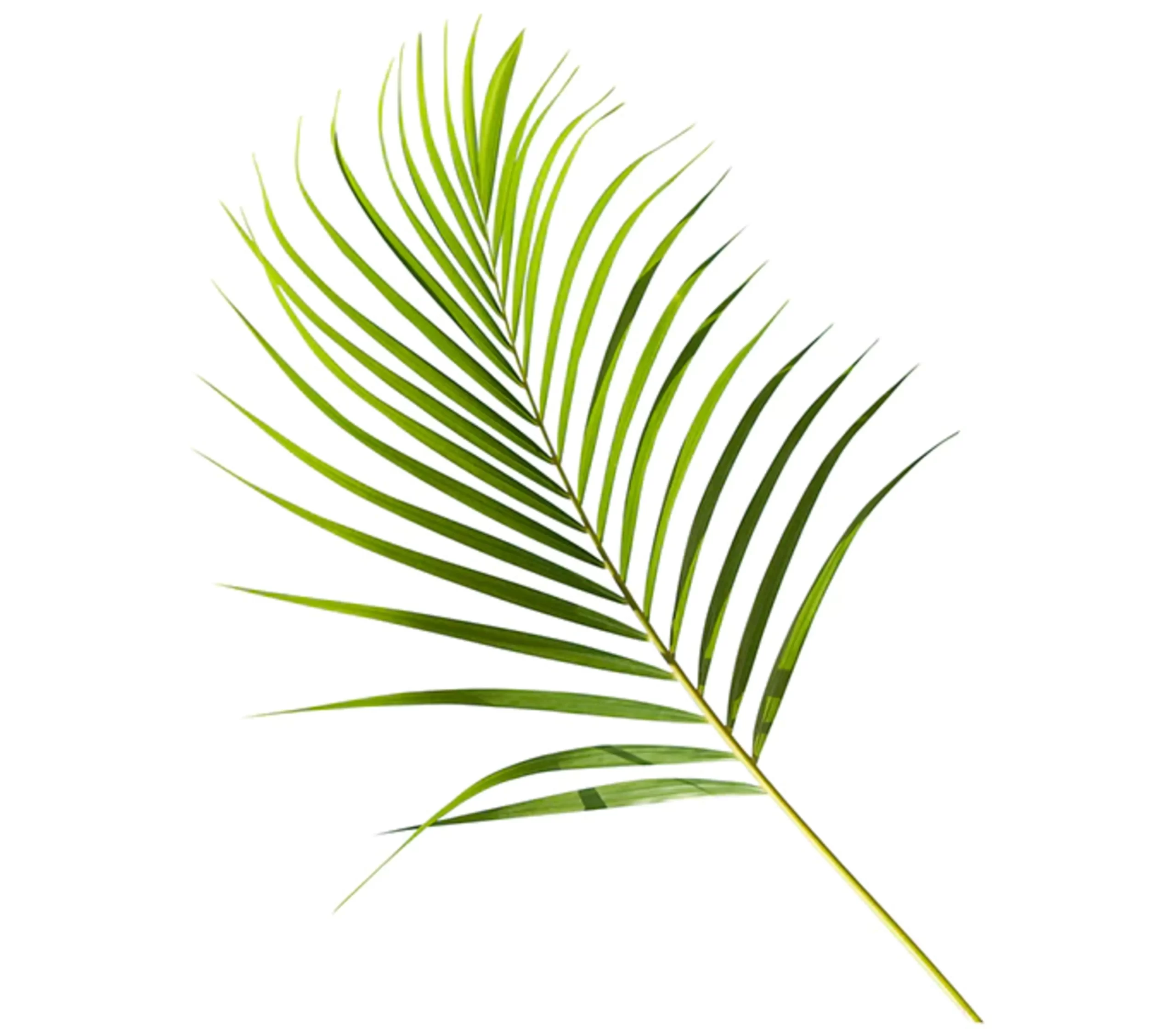 Areca Palm Leaves Tawi Village