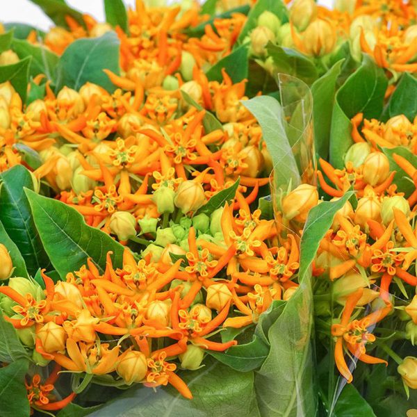 asclepias beatrix tawi village
