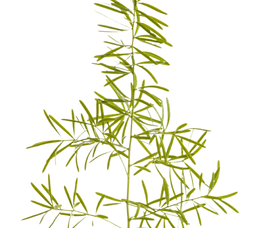 asparagus sprengeri tawi village
