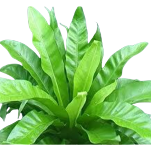 Asplenium Nidus Green Tawi Village