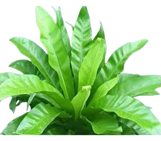 Asplenium Nidus Green Tawi Village
