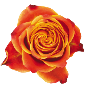 Rose Atomic Tawi Village