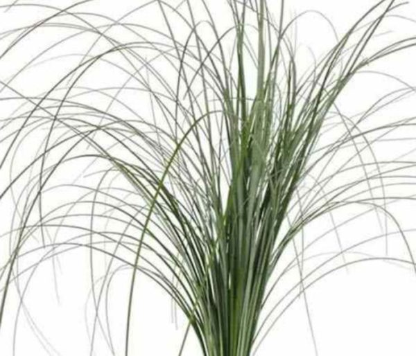 beargrass tawi village