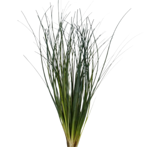 beargrass tawi village