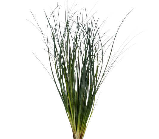 beargrass tawi village