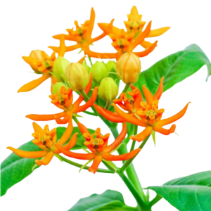 asclepias beatrix tawi village