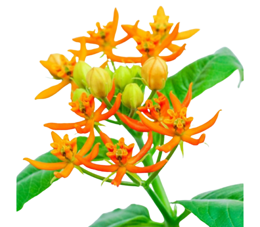 asclepias beatrix tawi village