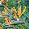 Bird of Paradise Orange Tawi Village