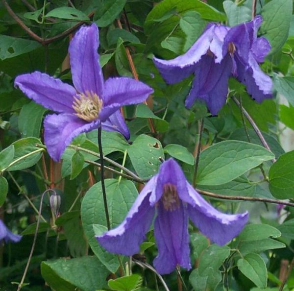 Clematis Blue Tawi Village