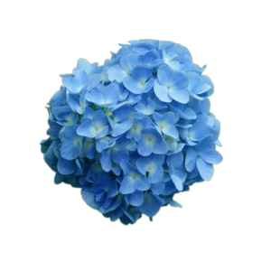Hydrangea Blue Tawi Village