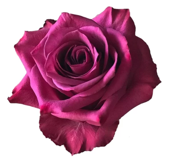 Rose Blueberry Tawi Village