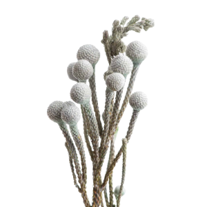 Brunia Silver Tawi Village