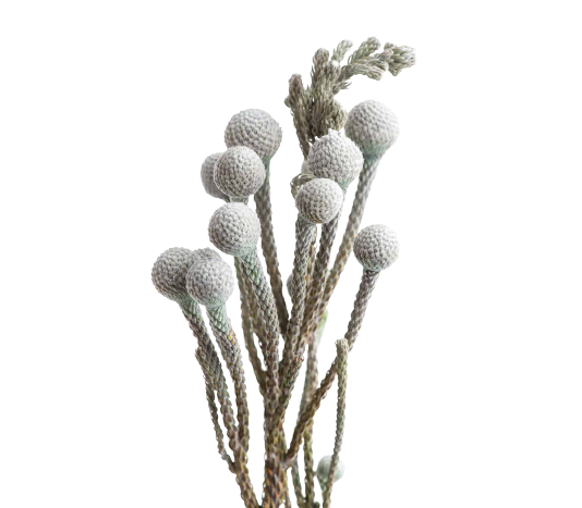 Brunia Silver Tawi Village
