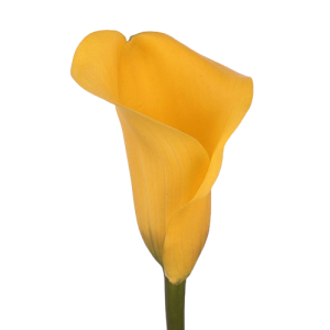 calla lily pot of gold tawi village
