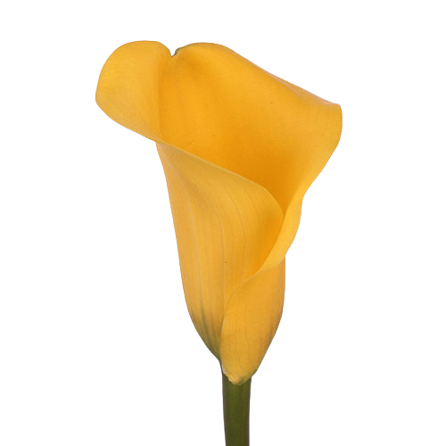 calla lily pot of gold tawi village