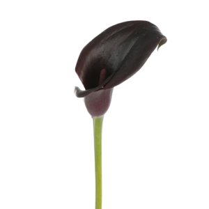 calla lily evelyn tawi village