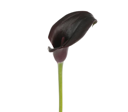 calla lily evelyn tawi village