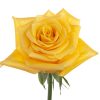 Rose Canary Tawi Village