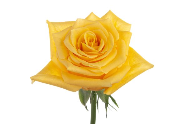 Rose Canary Tawi Village